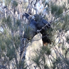 Calyptorhynchus lathami lathami at Penrose, NSW - 26 Sep 2021