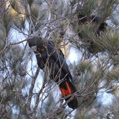 Calyptorhynchus lathami lathami at Penrose, NSW - 26 Sep 2021