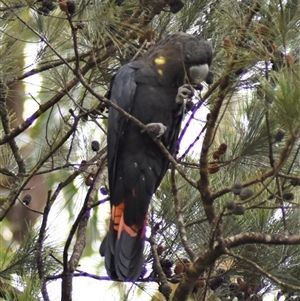 Calyptorhynchus lathami lathami at Wingello, NSW - suppressed