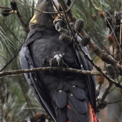 Calyptorhynchus lathami lathami at Wingello, NSW - suppressed