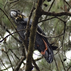 Calyptorhynchus lathami lathami at Wingello, NSW - suppressed