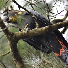 Calyptorhynchus lathami lathami at Wingello, NSW - suppressed