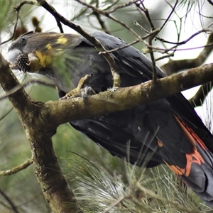 Calyptorhynchus lathami lathami at Wingello, NSW - suppressed