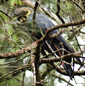 Calyptorhynchus lathami lathami at Wingello, NSW - suppressed