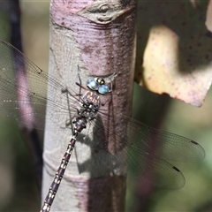 Unidentified Dragonfly or Damselfly (Odonata) at Tharwa, ACT - 8 Dec 2024 by Montane