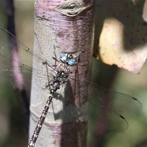 Austroaeschna multipunctata at Tharwa, ACT - 8 Dec 2024