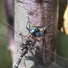 Austroaeschna multipunctata at Tharwa, ACT - 8 Dec 2024