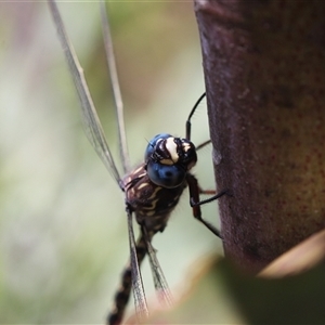 Austroaeschna multipunctata at Tharwa, ACT - 8 Dec 2024