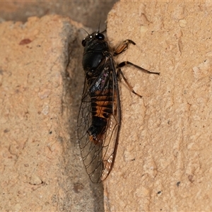 Yoyetta robertsonae (Clicking Ambertail) at Higgins, ACT by AlisonMilton