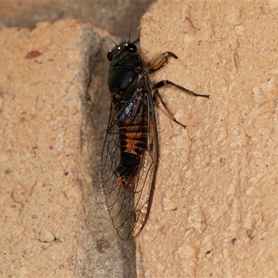 Yoyetta robertsonae (Clicking Ambertail) at Higgins, ACT - 7 Dec 2024 by AlisonMilton