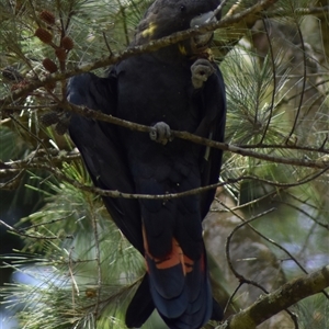 Calyptorhynchus lathami lathami at Wingello, NSW - suppressed