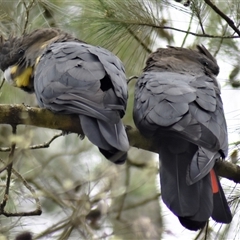 Calyptorhynchus lathami lathami at Wingello, NSW - suppressed