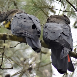 Calyptorhynchus lathami lathami at Wingello, NSW - suppressed