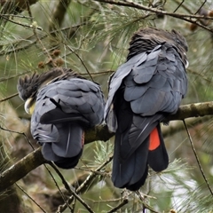 Calyptorhynchus lathami lathami at Wingello, NSW - suppressed