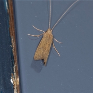 Lecithocera (genus) (A Gelechioid moth) at Higgins, ACT by AlisonMilton