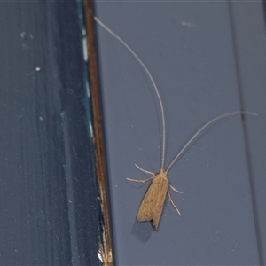 Lecithocera (genus) at Higgins, ACT - 7 Dec 2024