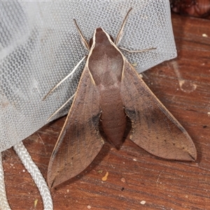 Hippotion scrofa (Coprosma Hawk Moth) at Higgins, ACT by AlisonMilton