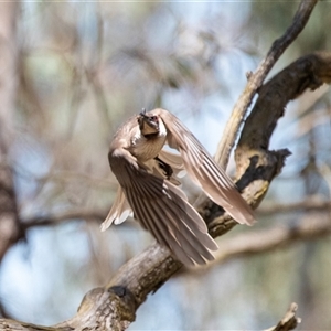 Philemon corniculatus at Latham, ACT - 2 Dec 2024 11:32 AM