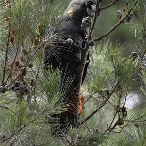 Calyptorhynchus lathami lathami at Wingello, NSW - suppressed