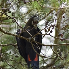 Calyptorhynchus lathami lathami at Wingello, NSW - suppressed