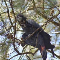 Calyptorhynchus lathami lathami at Wingello, NSW - suppressed