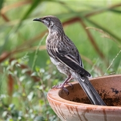 Anthochaera carunculata (Red Wattlebird) at Higgins, ACT - 25 Nov 2024 by AlisonMilton