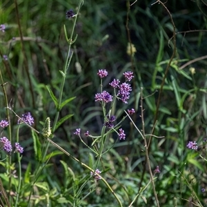 Verbena incompta at Macgregor, ACT - 2 Dec 2024