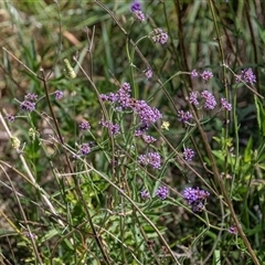 Verbena incompta at Macgregor, ACT - 2 Dec 2024