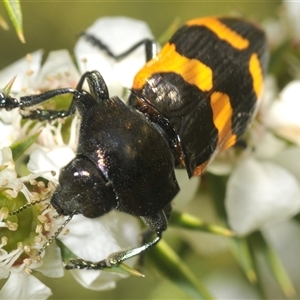 Castiarina bremei at Uriarra Village, ACT - 6 Dec 2024 02:09 PM