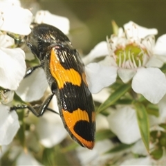 Castiarina bremei at Uriarra Village, ACT - 6 Dec 2024 02:09 PM