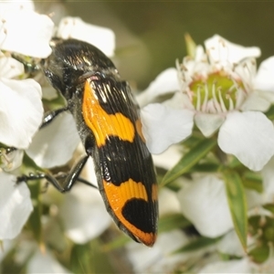 Castiarina bremei at Uriarra Village, ACT - 6 Dec 2024 02:09 PM