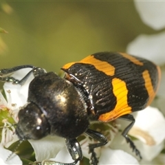 Castiarina bremei at Uriarra Village, ACT - 6 Dec 2024 02:09 PM