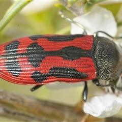 Castiarina indistincta (Jewel Beetle) at Uriarra Village, ACT - 6 Dec 2024 by Harrisi