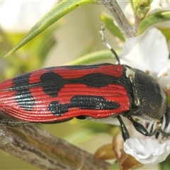 Castiarina indistincta at Uriarra Village, ACT - 6 Dec 2024