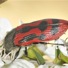 Castiarina indistincta at Uriarra Village, ACT - 6 Dec 2024