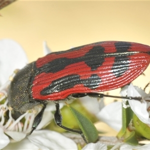 Castiarina indistincta at Uriarra Village, ACT - 6 Dec 2024