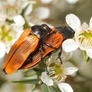 Castiarina amplipennis at Uriarra Village, ACT - 6 Dec 2024