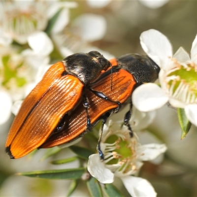 Castiarina amplipennis (Jewel Beetle) at Uriarra Village, ACT - 6 Dec 2024 by Harrisi