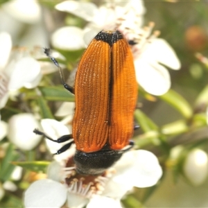 Castiarina amplipennis at Uriarra Village, ACT - 6 Dec 2024