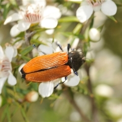 Castiarina amplipennis at Uriarra Village, ACT - 6 Dec 2024