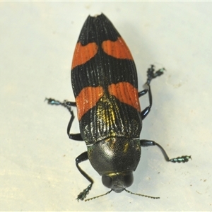 Castiarina interstincta at Uriarra Village, ACT - 6 Dec 2024 06:39 PM