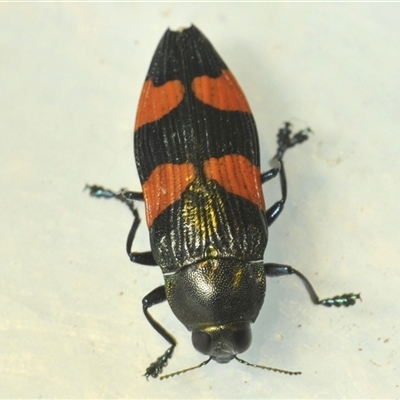 Castiarina interstincta (A jewel beetle) at Uriarra Village, ACT - 6 Dec 2024 by Harrisi