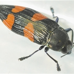 Castiarina interstincta at Uriarra Village, ACT - 6 Dec 2024 06:39 PM