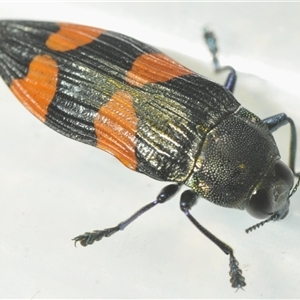 Castiarina interstincta at Uriarra Village, ACT - 6 Dec 2024 06:39 PM