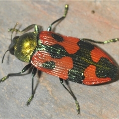 Castiarina delectabilis (A jewel beetle) at Brindabella, NSW - 6 Dec 2024 by Harrisi