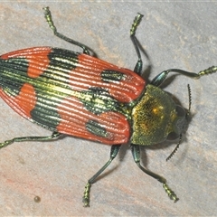 Castiarina delectabilis at Brindabella, NSW - 6 Dec 2024