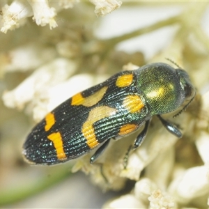 Castiarina flavopicta at Uriarra Village, ACT - 6 Dec 2024