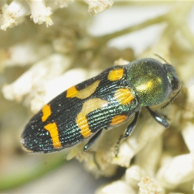 Castiarina flavopicta (Flavopicta jewel beetle) at Uriarra Village, ACT - 6 Dec 2024 by Harrisi