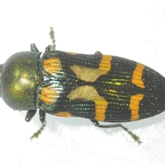 Castiarina flavopicta at Uriarra Village, ACT - 6 Dec 2024