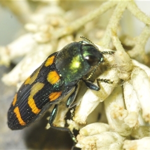 Castiarina flavopicta at Uriarra Village, ACT - 6 Dec 2024